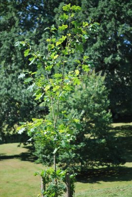 Quercus rubra 'Aurea' - dub červený - letní habitus (51)
